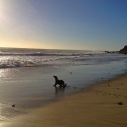 Thanksgiving clean ocean Malibu Creek Santa Monica Pier Aquarium